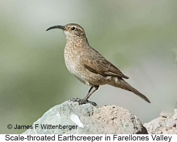 Scale-throated Earthcreeper - © James F Wittenberger and Exotic Birding LLC Scale-throated Earthcreeper - © James F Wittenberger and Exotic Birding LLC