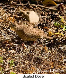 Scaled Dove - &copy; Laura L Fellows and Exotic Birding Tours