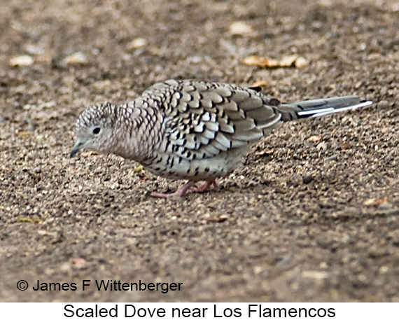 Scaled Dove - © Laura L Fellows and Exotic Birding LLC