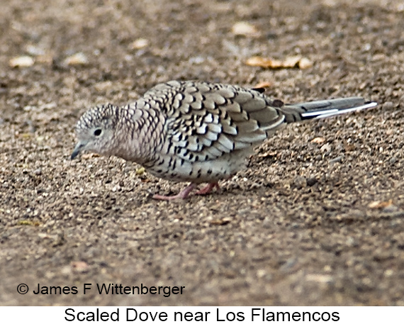 Scaled Dove - © Laura L Fellows and Exotic Birding LLC Scaled Dove - © Laura L Fellows and Exotic Birding LLC