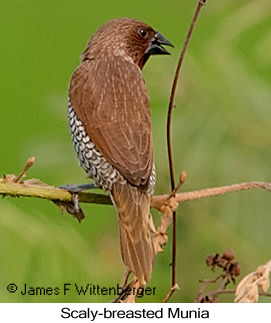 Scaly-breasted Munia - © James F Wittenberger and Exotic Birding LLC