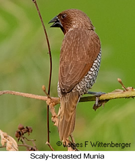 Scaly-breasted Munia - © James F Wittenberger and Exotic Birding LLC