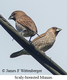 Scaly-breasted Munia - &copy; James F Wittenberger and Exotic Birding LLC