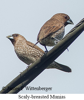 Scaly-breasted Munia - © James F Wittenberger and Exotic Birding LLC