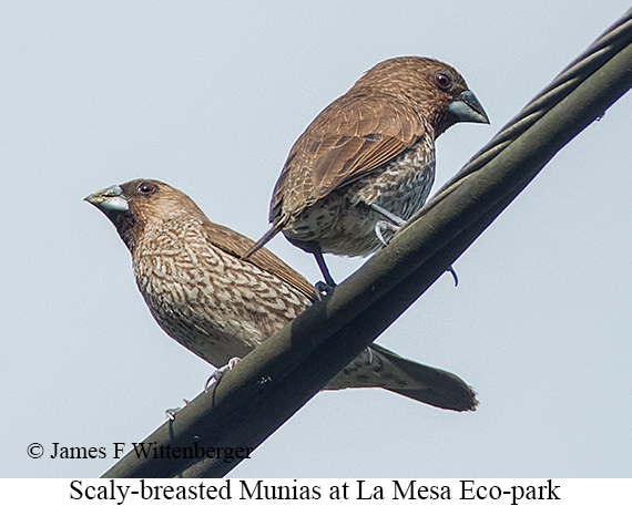 Scaly-breasted Munia - © James F Wittenberger and Exotic Birding LLC