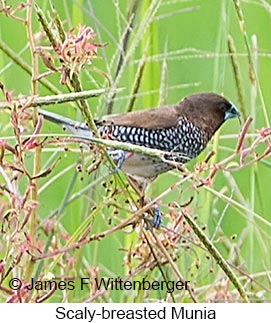 Scaly-breasted Munia - &copy; James F Wittenberger and Exotic Birding LLC