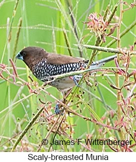 Scaly-breasted Munia - © James F Wittenberger and Exotic Birding LLC