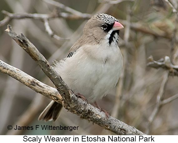 Scaly Weaver - © James F Wittenberger and Exotic Birding LLC