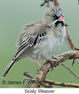 Scaly Weaver - © James F Wittenberger and Exotic Birding LLC