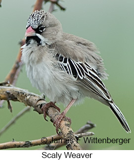 Scaly Weaver - © James F Wittenberger and Exotic Birding LLC