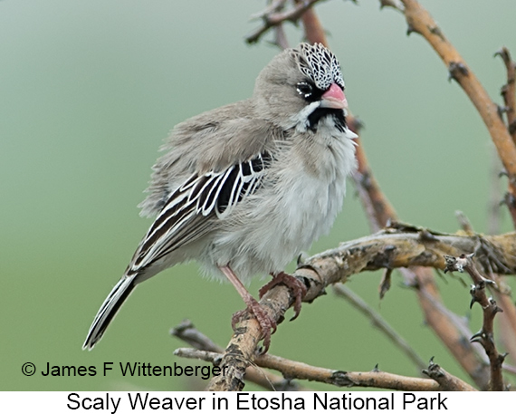 Scaly Weaver - © James F Wittenberger and Exotic Birding LLC