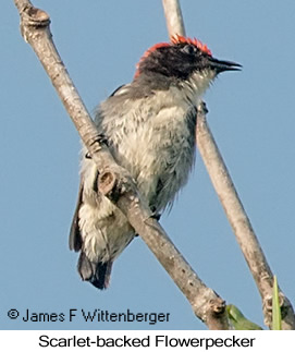 Scarlet-backed Flowerpecker - © James F Wittenberger and Exotic Birding LLC