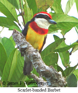 Scarlet-banded Barbet - &copy; James F Wittenberger and Exotic Birding LLC