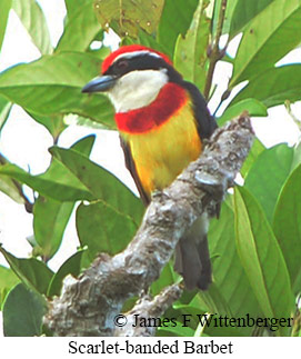 Scarlet-banded Barbet - &copy; James F Wittenberger and Exotic Birding LLC