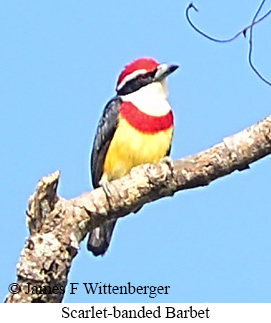 Scarlet-banded Barbet - &copy; James F Wittenberger and Exotic Birding LLC