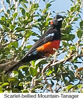 Scarlet-bellied Mountain-Tanager - © Laura L Fellows and Exotic Birding LLC