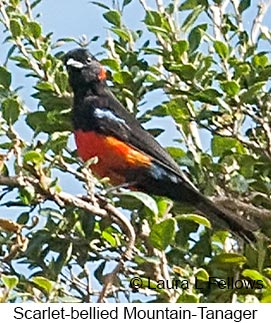 Scarlet-bellied Mountain-Tanager - © Laura L Fellows and Exotic Birding LLC Scarlet-bellied Mountain-Tanager - © Laura L Fellows and Exotic Birding LLC