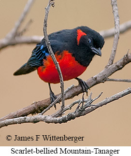 Scarlet-bellied Mountain-Tanager - © James F Wittenberger and Exotic Birding LLC