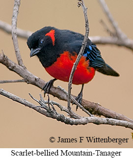 Scarlet-bellied Mountain-Tanager - © James F Wittenberger and Exotic Birding LLC