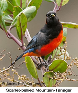 Scarlet-bellied Mountain-Tanager - © James F Wittenberger and Exotic Birding LLC