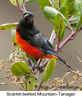 Scarlet-bellied Mountain-Tanager - © James F Wittenberger and Exotic Birding LLC