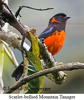 Scarlet-bellied Mountain Tanager - © James F Wittenberger and Exotic Birding LLC