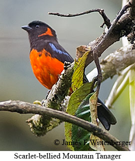 Scarlet-bellied Mountain Tanager - © James F Wittenberger and Exotic Birding LLC