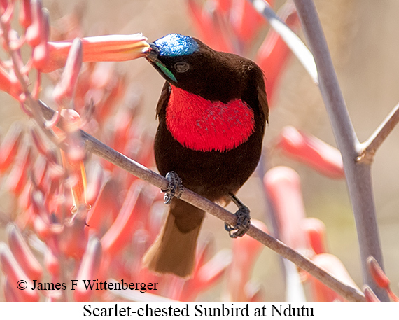 Scarlet-chested Sunbird - © James F Wittenberger and Exotic Birding LLC