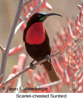 Scarlet-chested Sunbird - © James F Wittenberger and Exotic Birding LLC Scarlet-chested Sunbird - © James F Wittenberger and Exotic Birding LLC
