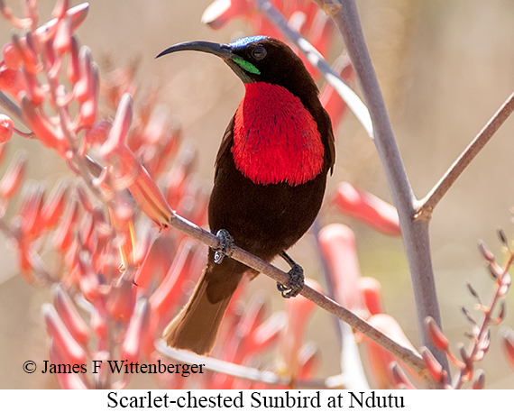 Scarlet-chested Sunbird - © James F Wittenberger and Exotic Birding LLC