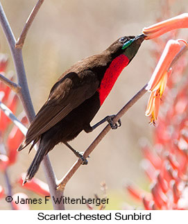 Scarlet-chested Sunbird - © James F Wittenberger and Exotic Birding LLC