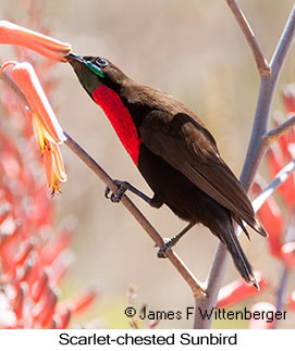 Scarlet-chested Sunbird - © James F Wittenberger and Exotic Birding LLC