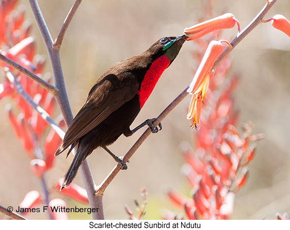 Scarlet-chested Sunbird - © James F Wittenberger and Exotic Birding LLC