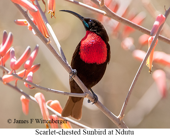 Scarlet-chested Sunbird - © James F Wittenberger and Exotic Birding LLC