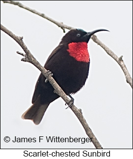 Scarlet-chested Sunbird - © James F Wittenberger and Exotic Birding LLC