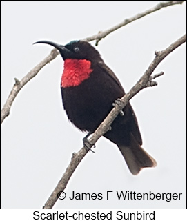 Scarlet-chested Sunbird - © James F Wittenberger and Exotic Birding LLC