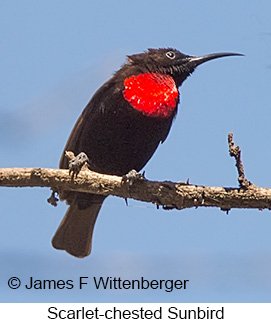 Scarlet-chested Sunbird - © James F Wittenberger and Exotic Birding LLC