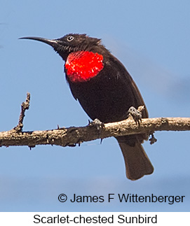 Scarlet-chested Sunbird - © James F Wittenberger and Exotic Birding LLC Scarlet-chested Sunbird - © James F Wittenberger and Exotic Birding LLC