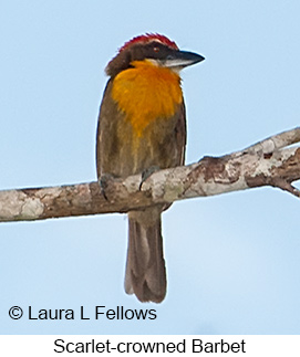 Scarlet-crowned Barbet - © Laura L Fellows and Exotic Birding LLC Scarlet-crowned Barbet - © Laura L Fellows and Exotic Birding LLC