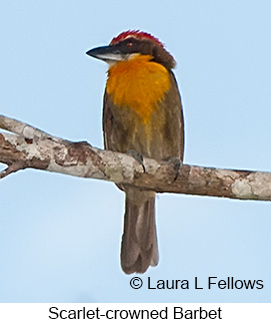 Scarlet-crowned Barbet - © Laura L Fellows and Exotic Birding LLC
