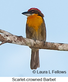 Scarlet-crowned Barbet - © Laura L Fellows and Exotic Birding LLC Scarlet-crowned Barbet - © Laura L Fellows and Exotic Birding LLC