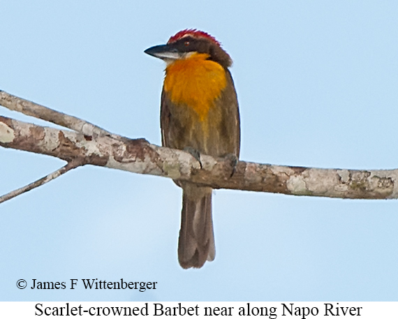 Scarlet-crowned Barbet - &copy; James F Wittenberger and Exotic Birding LLC