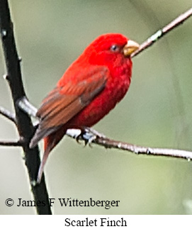 Scarlet Finch - © James F Wittenberger and Exotic Birding LLC