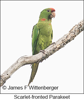 Scarlet-fronted Parakeet - © James F Wittenberger and Exotic Birding LLC