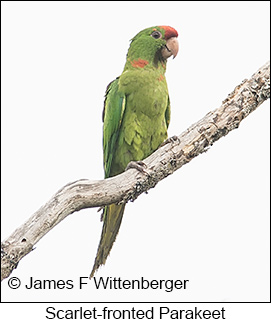 Scarlet-fronted Parakeet - © James F Wittenberger and Exotic Birding LLC Scarlet-fronted Parakeet - © James F Wittenberger and Exotic Birding LLC