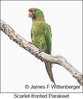 Scarlet-fronted Parakeet - © James F Wittenberger and Exotic Birding LLC