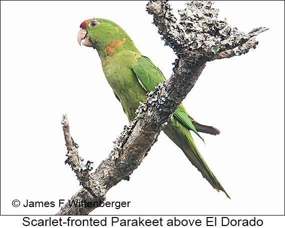 Scarlet-fronted Parakeet - © James F Wittenberger and Exotic Birding LLC