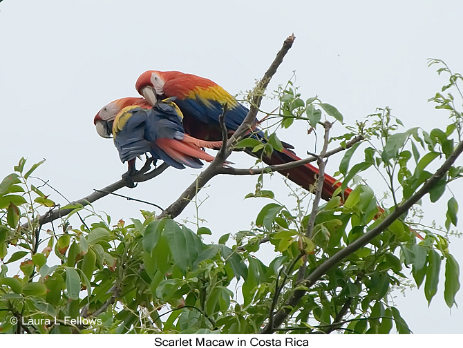 Scarlet Macaw - &copy; Laura L Fellows and Exotic Birding Tours