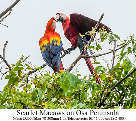 Scarlet Macaws - © Laura L Fellows and Exotic Birding Tours