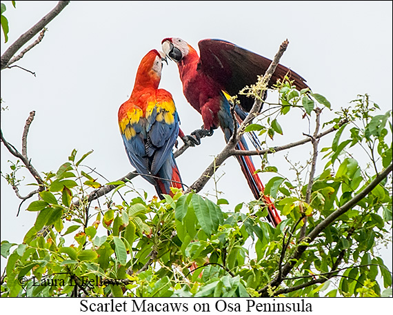 Scarlet Macaw - © Laura L Fellows and Exotic Birding LLC